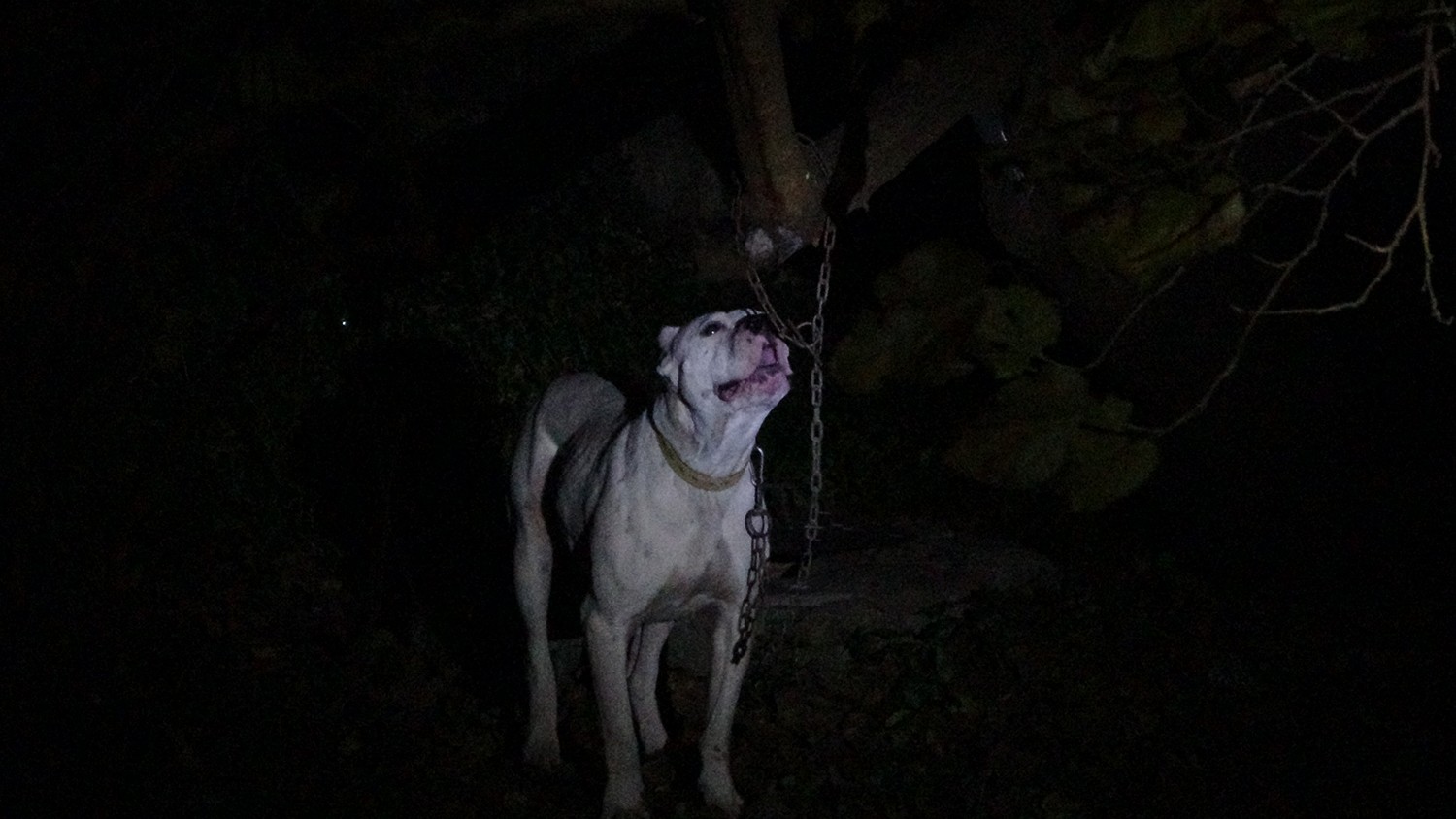 Yasaklı cins köpeği bahçeye bağlayıp kaçtılar