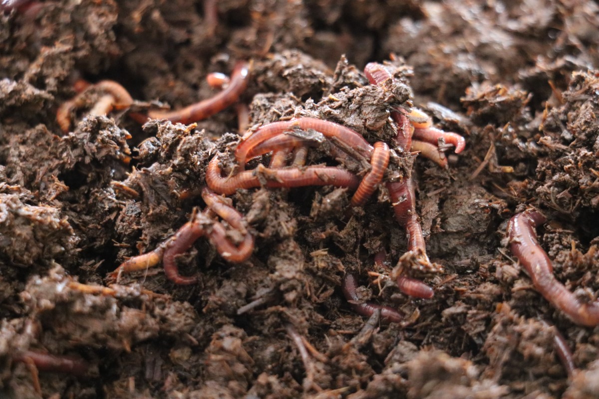 Atık çamur solucanlar tarafından sindirilerek organik gübreye dönüşüyor