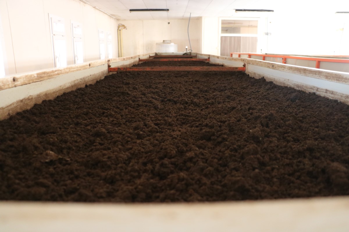 Atık çamur solucanlar tarafından sindirilerek organik gübreye dönüşüyor