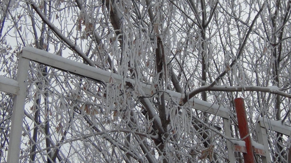 Kars eksi 18’i gördü, ağaçlar kırağı tuttu