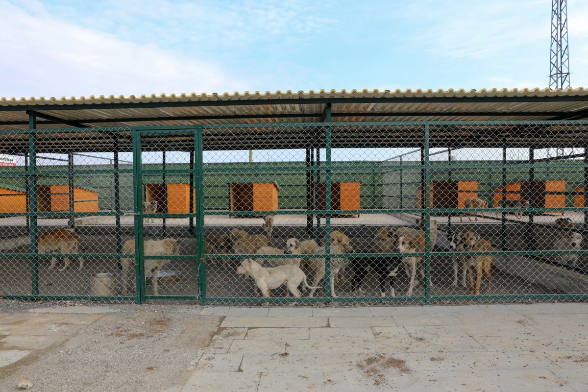 ‘Yasaklı ırk’ köpek sahipleri silah alamıyor, saldırgan köpek yetiştiriyor