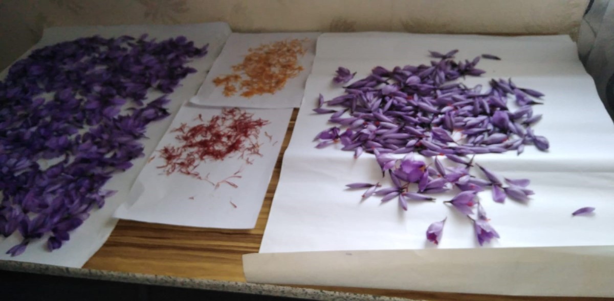 1 dönümden 1 kilo çıkıyor, kilosunu 90 bin liraya satıyor