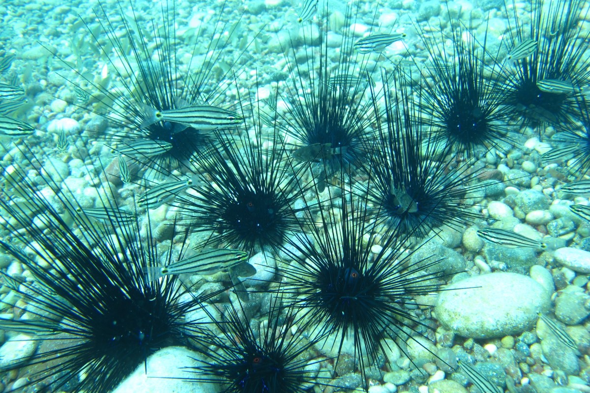 Antalya’da deniz suyu soğudu, istilacı balık türleri kıyıyı terk ederek derine çekildi