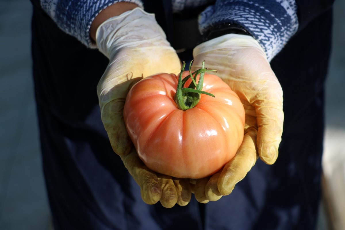 Kara kışta ürettiği domatesleri Avrupa’ya pazarlıyor