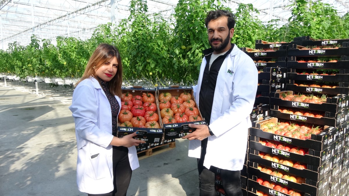 Kara kışta ürettiği domatesleri Avrupa’ya pazarlıyor
