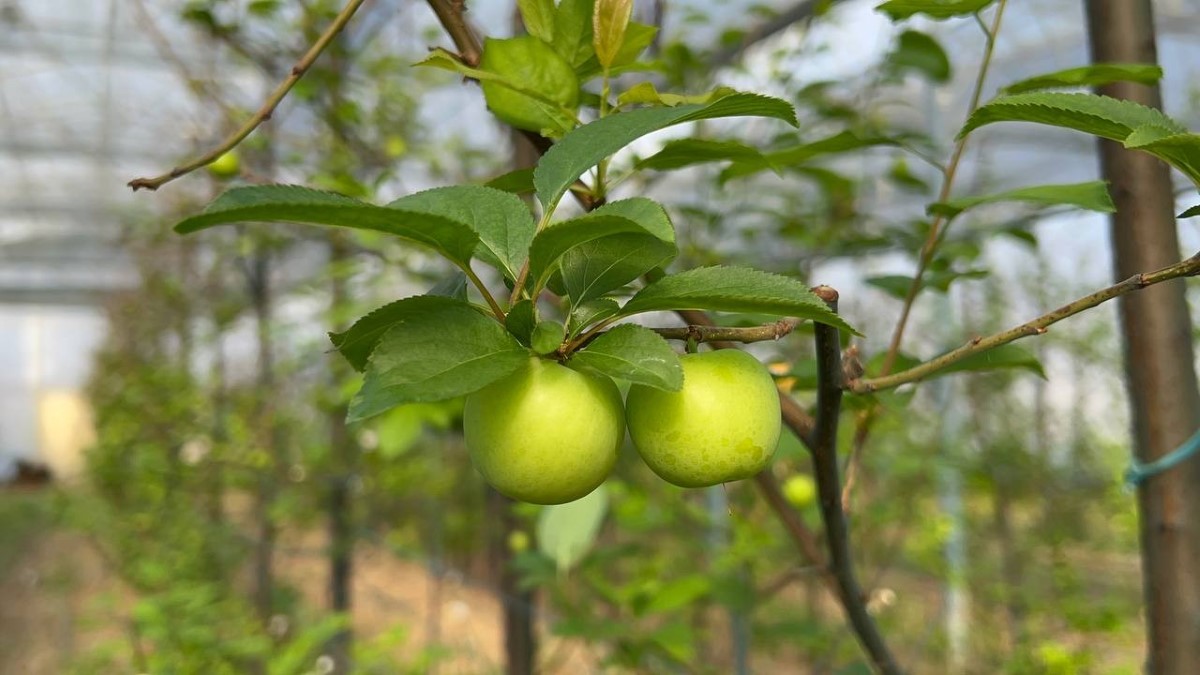Kış ortasında Bursa'da erik hasadı...Tanesi 20 liraya satılıyor