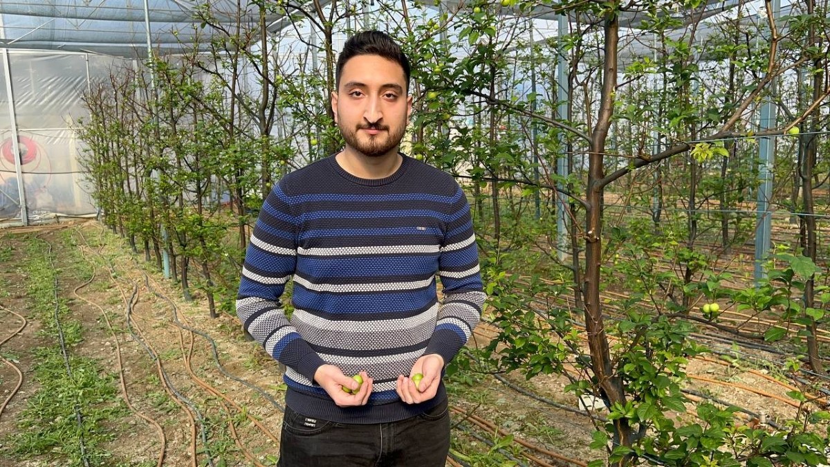 Kış ortasında Bursa'da erik hasadı...Tanesi 20 liraya satılıyor