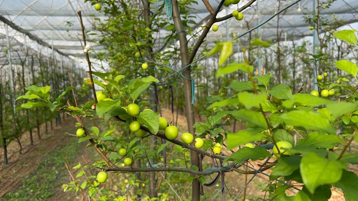 Kış ortasında Bursa'da erik hasadı...Tanesi 20 liraya satılıyor