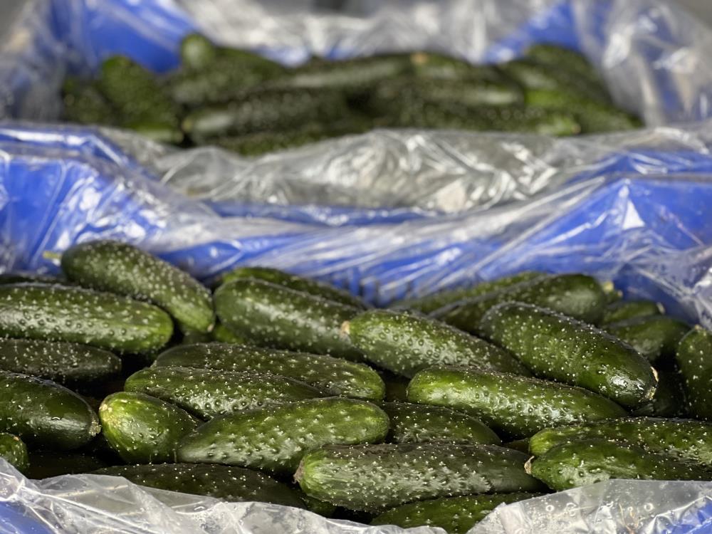 Rusya-Ukrayna savaşı domates ve salatalık fiyatlarını düşürdü