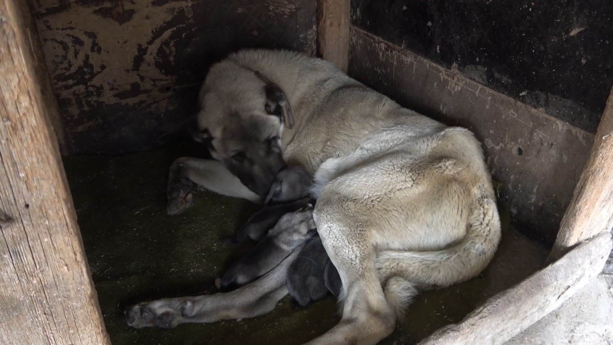 Şaşkına çeviren olay: Yeni doğan yavru köpek 'anne' dedi