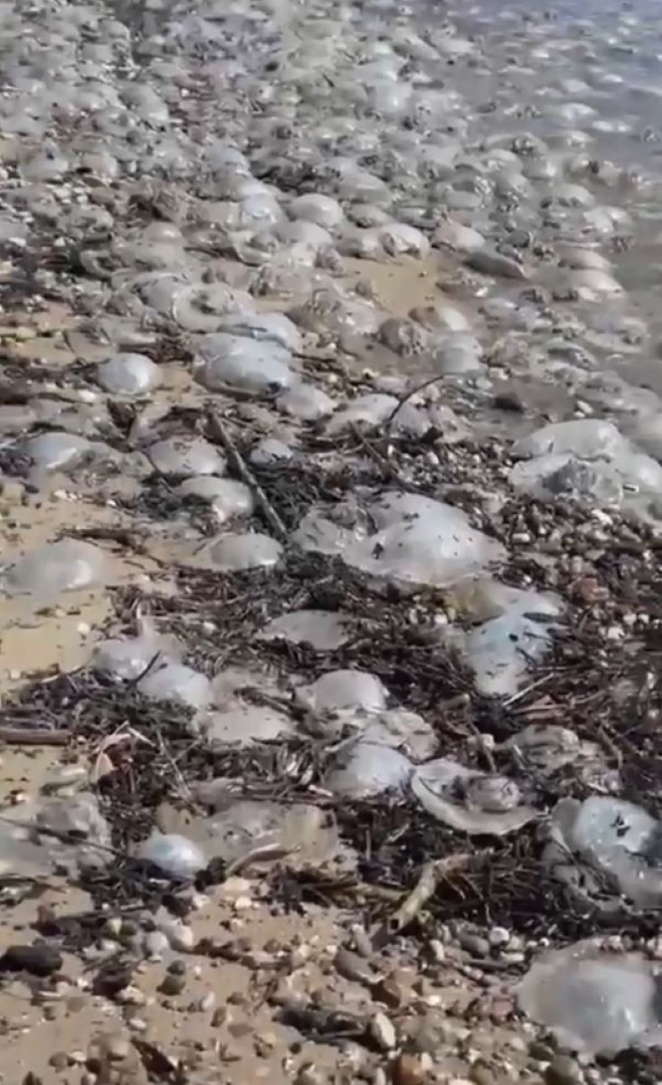 Yüzlerce denizanası kıyıya vurdu, profesör uyardı: 'Yakınına yaklaşmayın ve dokunmayın'