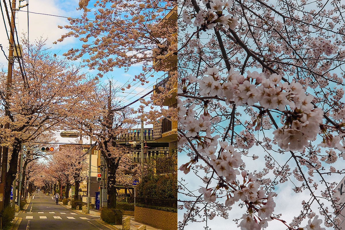 Japonya’da kiraz çiçeği mevsimi başladı