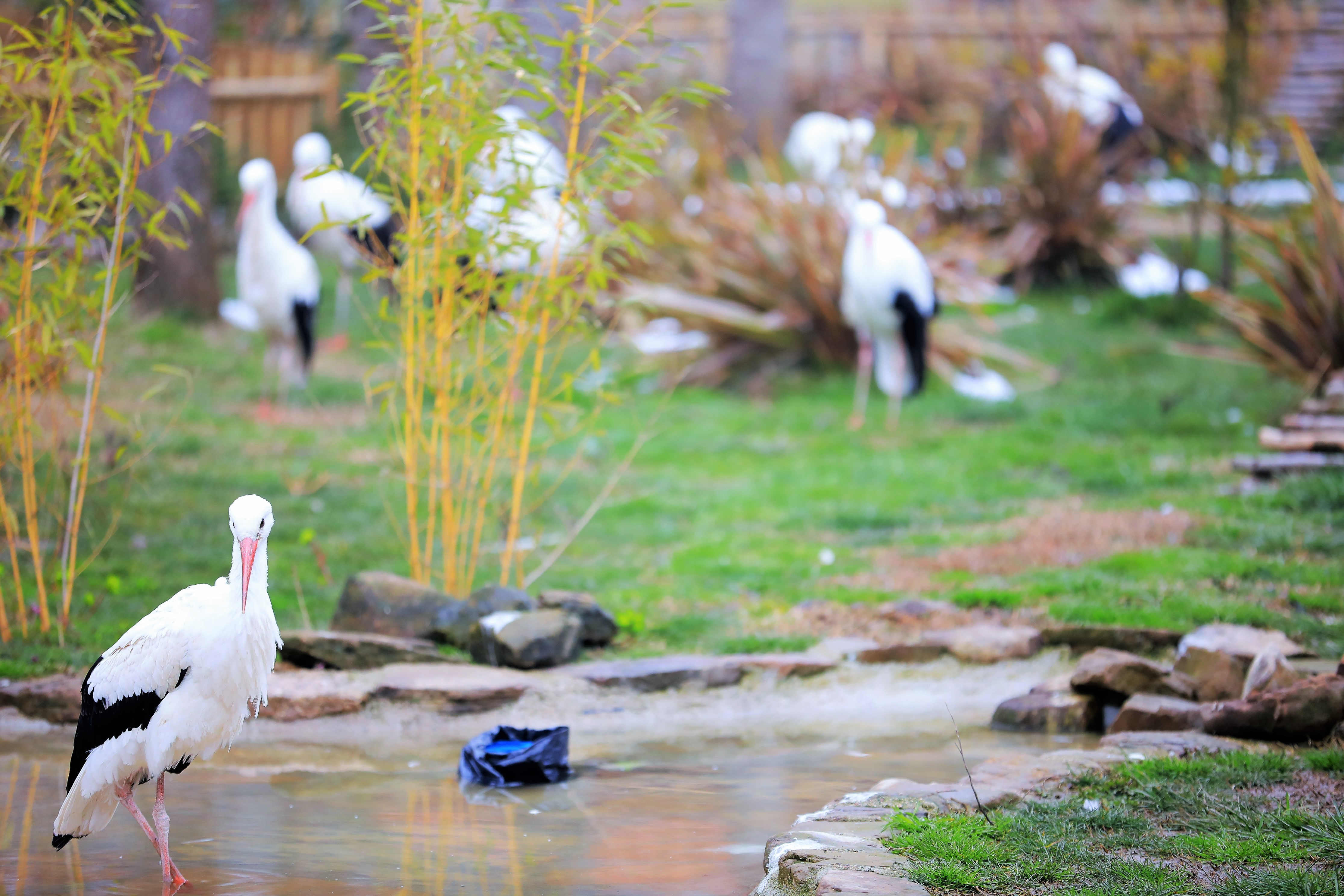 Düşkün leyleklere özel hazırlanmıştı, misafir sayısı her geçen gün artıyor