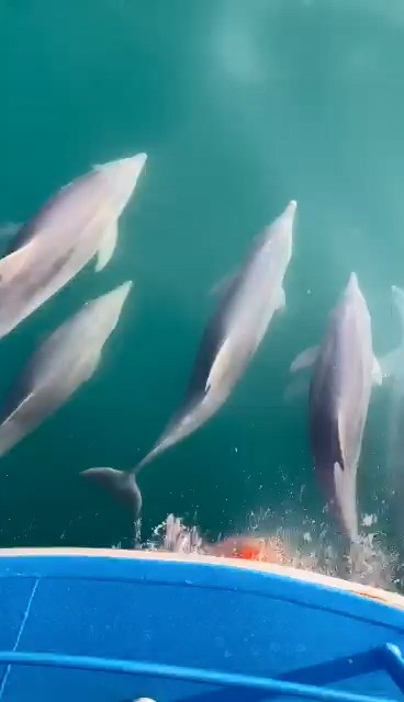 Karadeniz'de yunus sürüsü kamerada