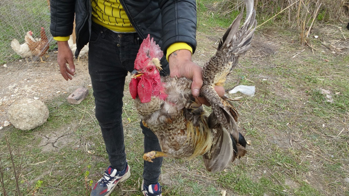 'Anne' diye bağırmaya başlayınca kesilmekten kurtuldu