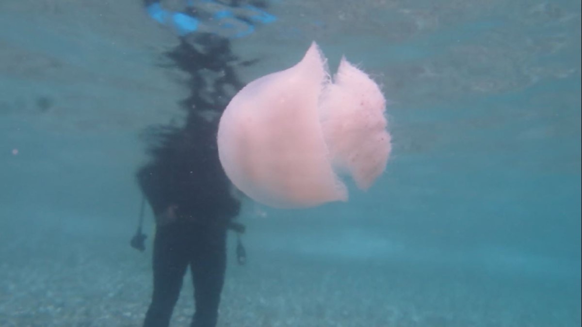 Antalya kıyılarındaki göçmen denizanaları sualtında yakından görüntülendi