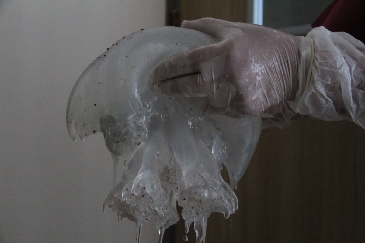 Antalya kıyılarındaki göçmen denizanaları sualtında yakından görüntülendi