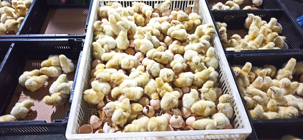 Türk civcivi Gürcistan’dan dünyaya yayılıyor