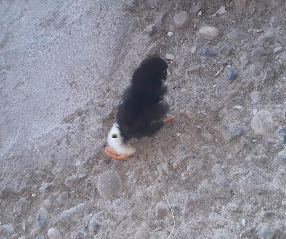 Dört ayaklı civciv görenleri şaşırttı