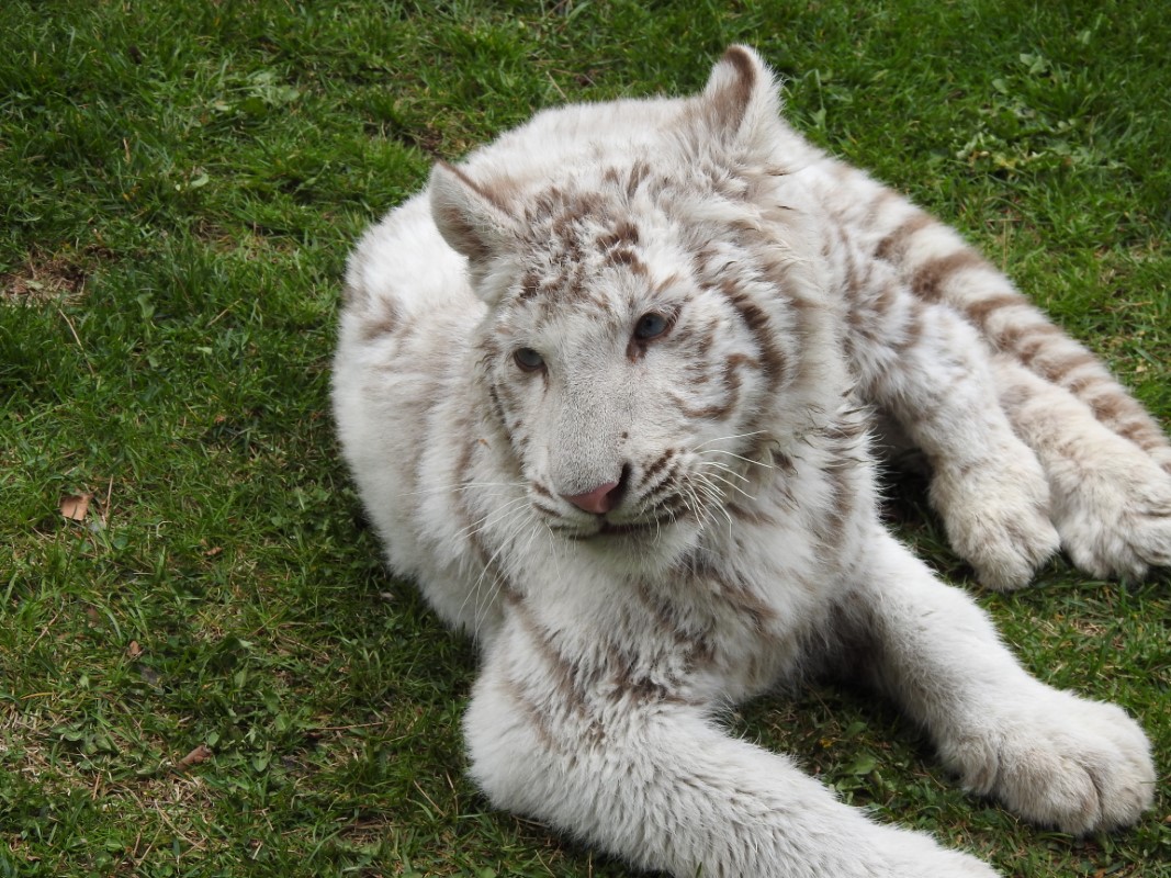 İstanbul’da ele geçirilen 'Bengal Kaplanı' Gaziantep’e getirildi