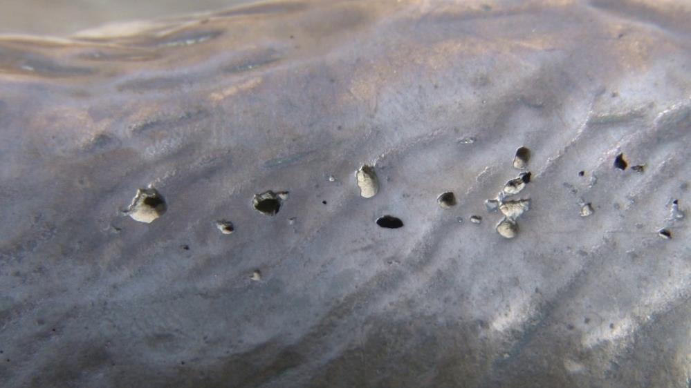 Kadıköy'ün sembolü Boğa Heykeli tahrip edildi