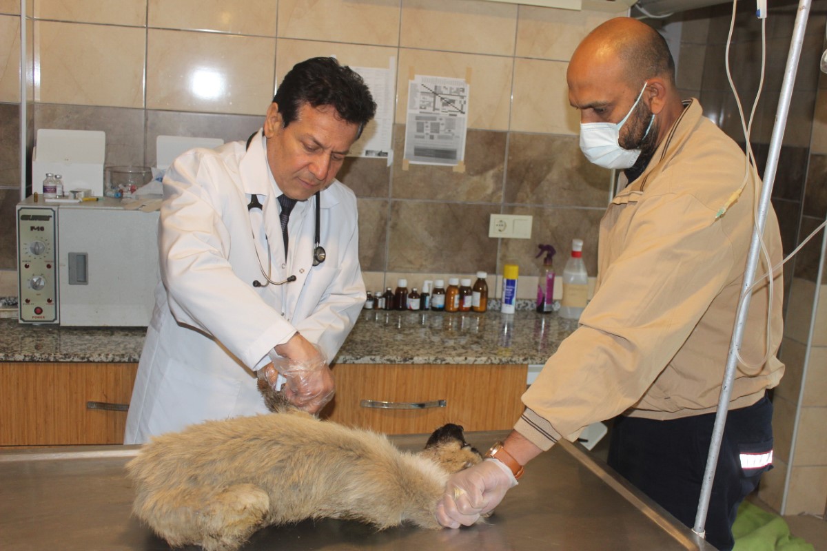 Manisa’da köpek katliamı: 20’ye yakın köpek zehirlendi