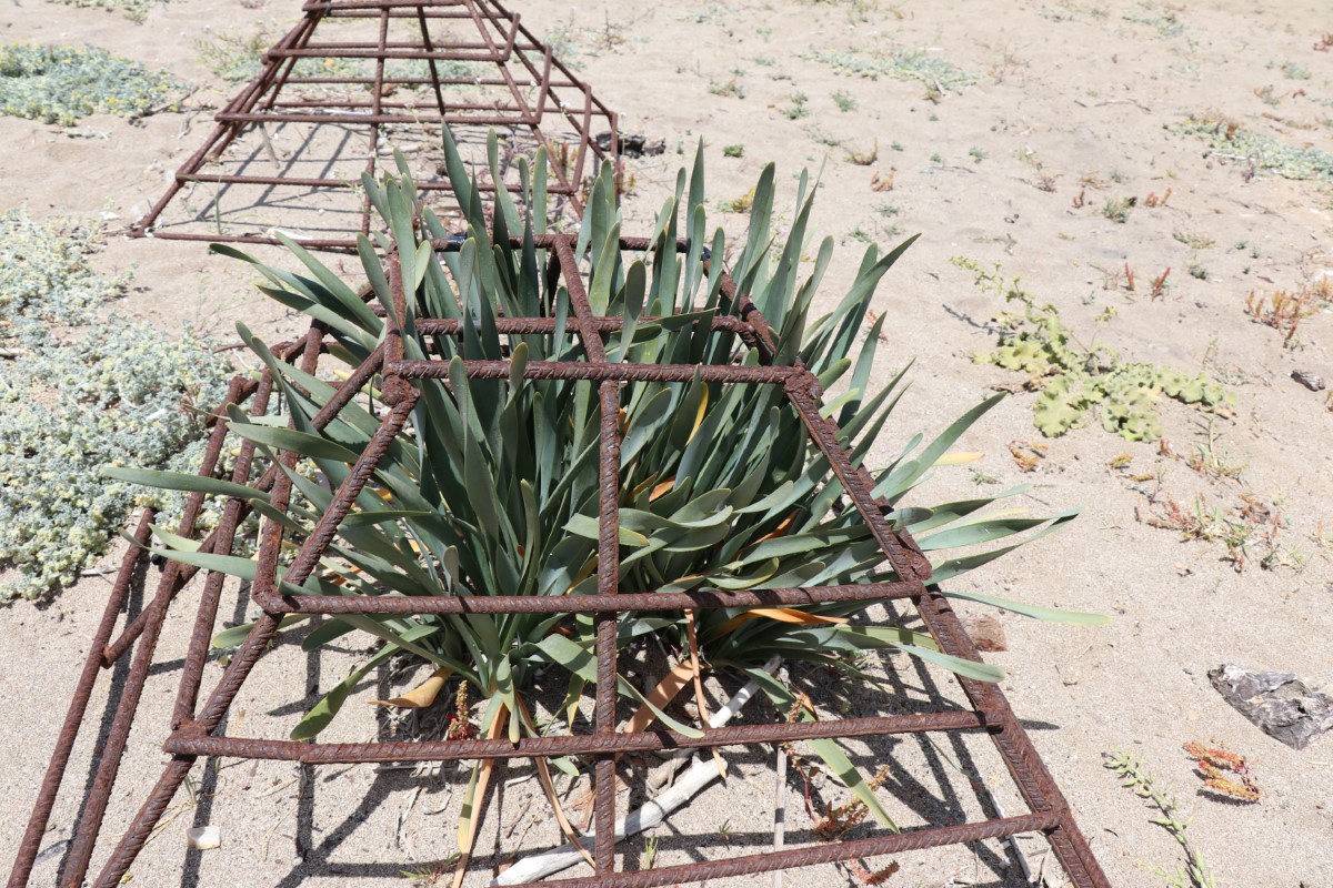Koparmanın cezası 120 bin TL olan kum zambakları koparılarak yakıldı