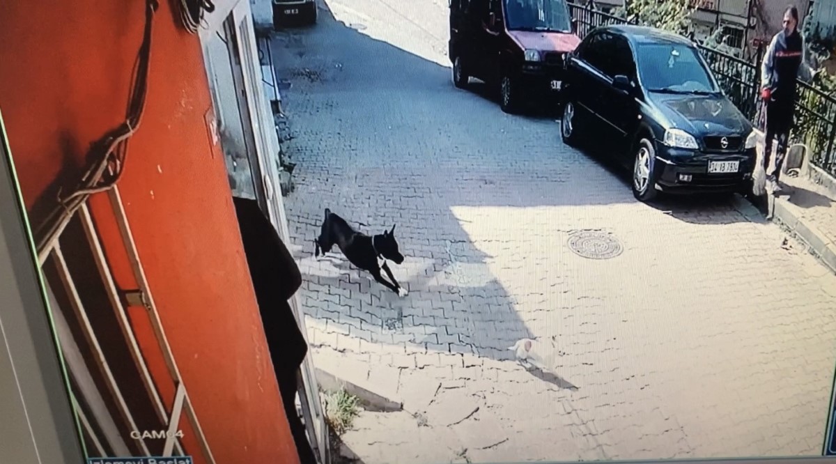 İstanbul’da korku dolu pitbull saldırısı kamerada