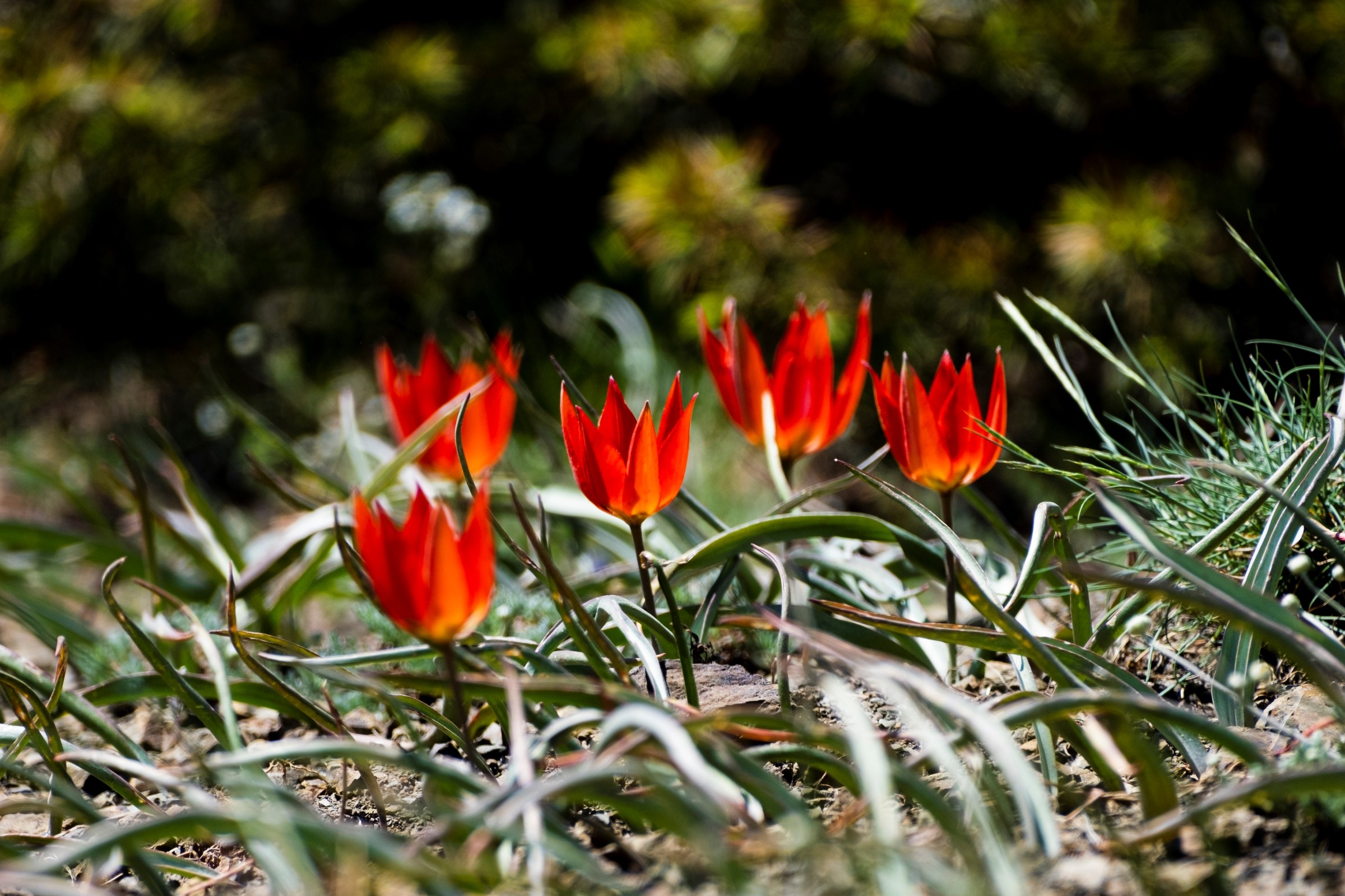 Yılda bir kez açıyor, koparılmasının cezası 109 bin lira