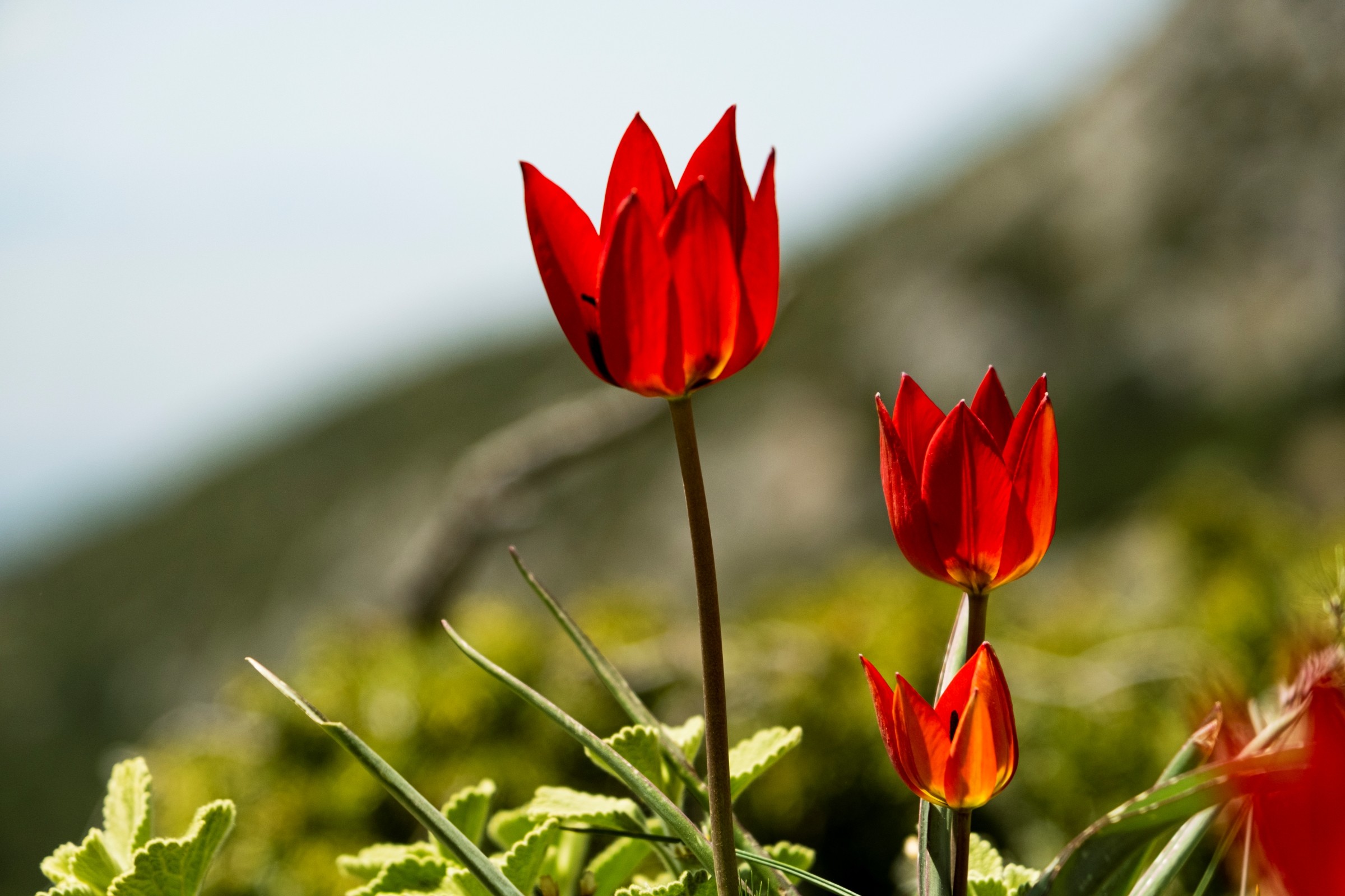 Yılda bir kez açıyor, koparılmasının cezası 109 bin lira