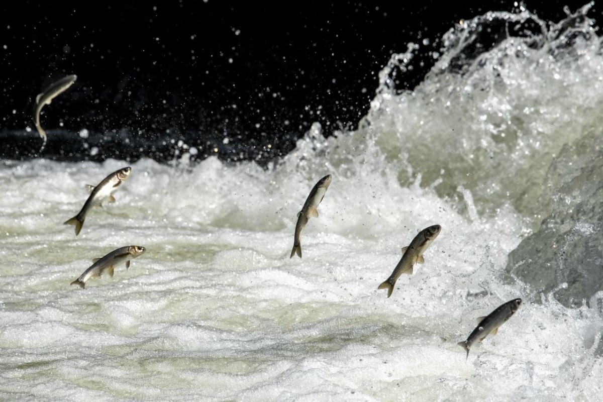 İnci kefalinin muhteşem yolculuğu devam ediyor