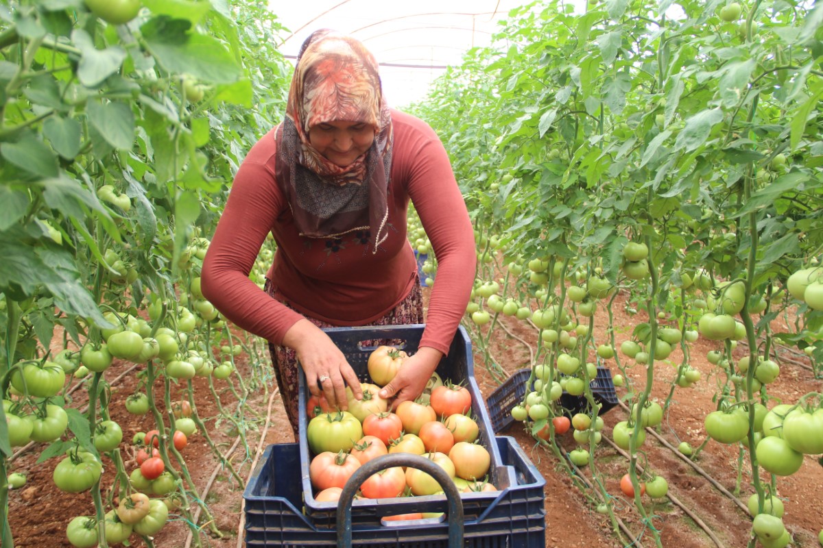 Antalya'da serada 40 dereceye yaklaşan sıcaklıkta domates hasadı