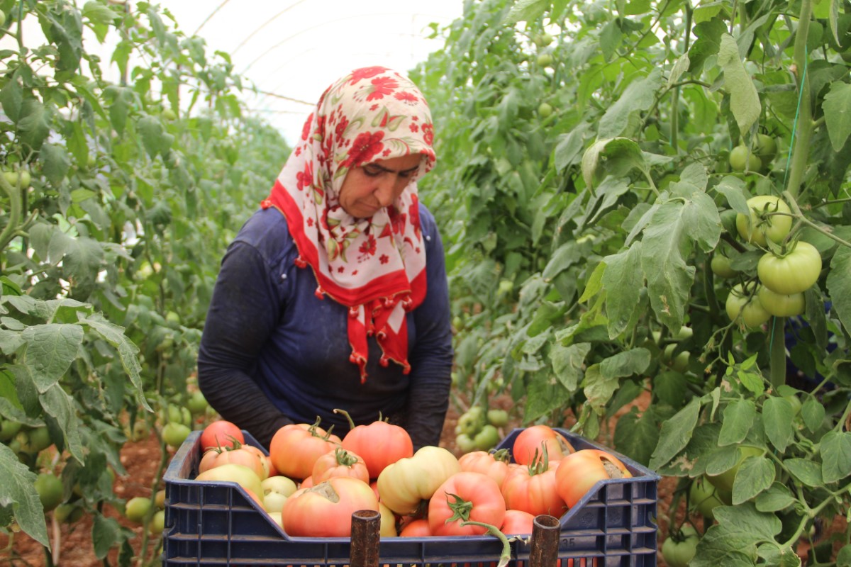 Antalya'da serada 40 dereceye yaklaşan sıcaklıkta domates hasadı