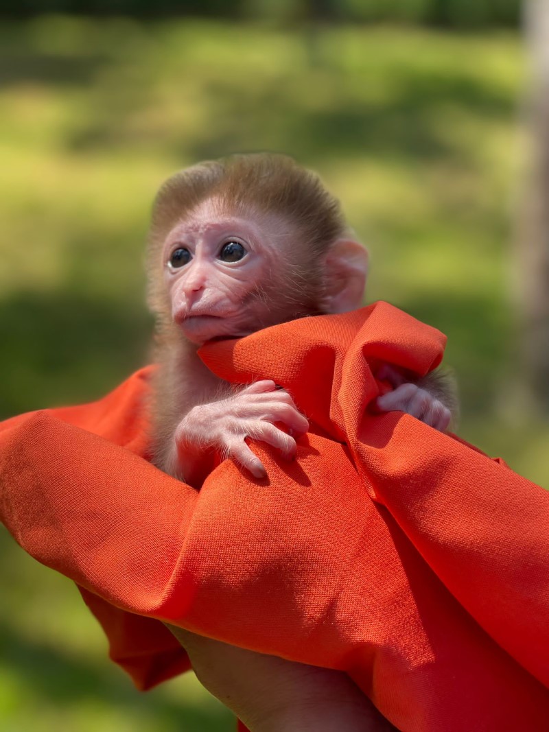 Çekmeköy'de 20 günlük utangaç yavru maymun hayvanat bahçesinin maskotu oldu