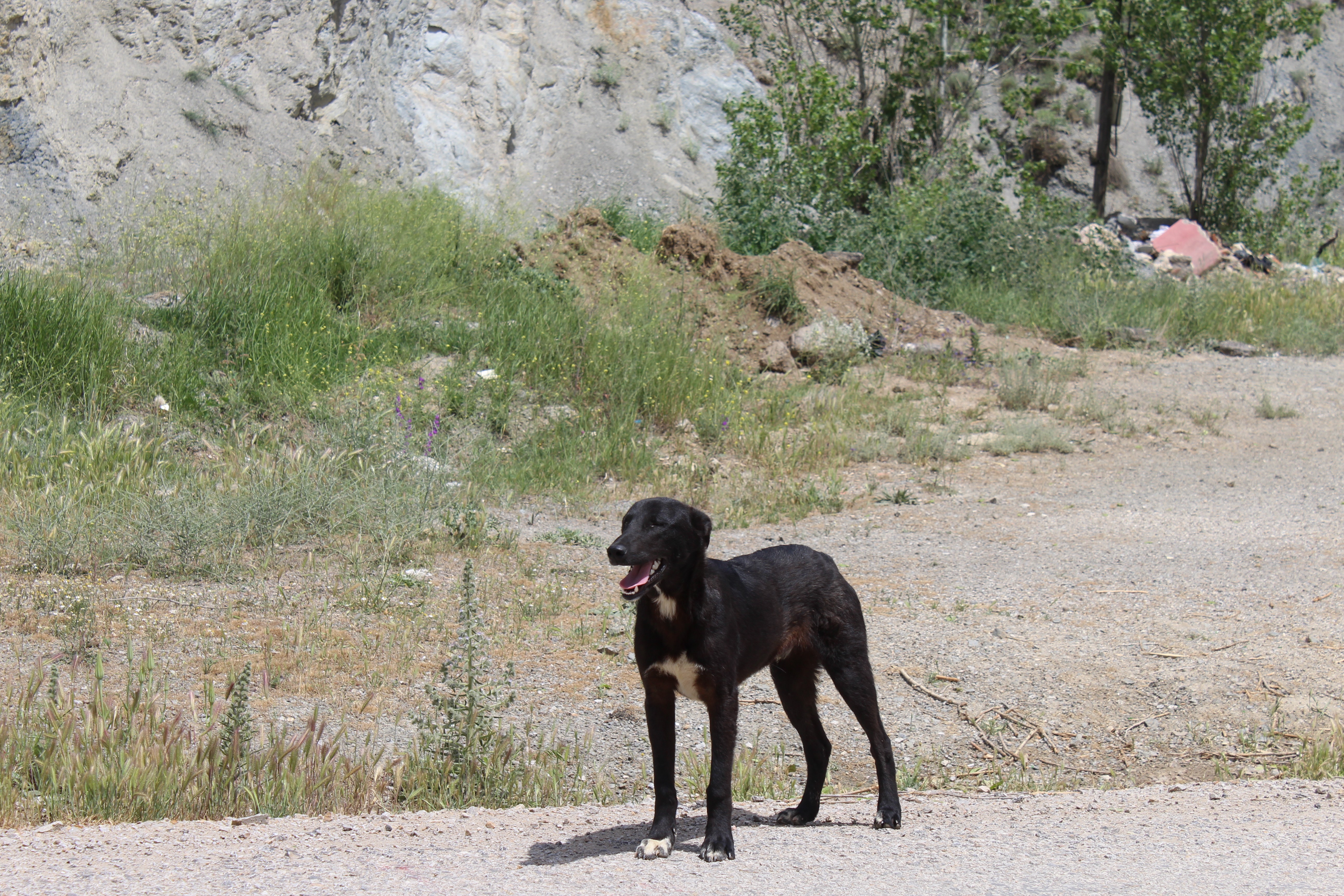 Başıboş köpeklerin saldırdığı yaşlı kadın ölümden döndü