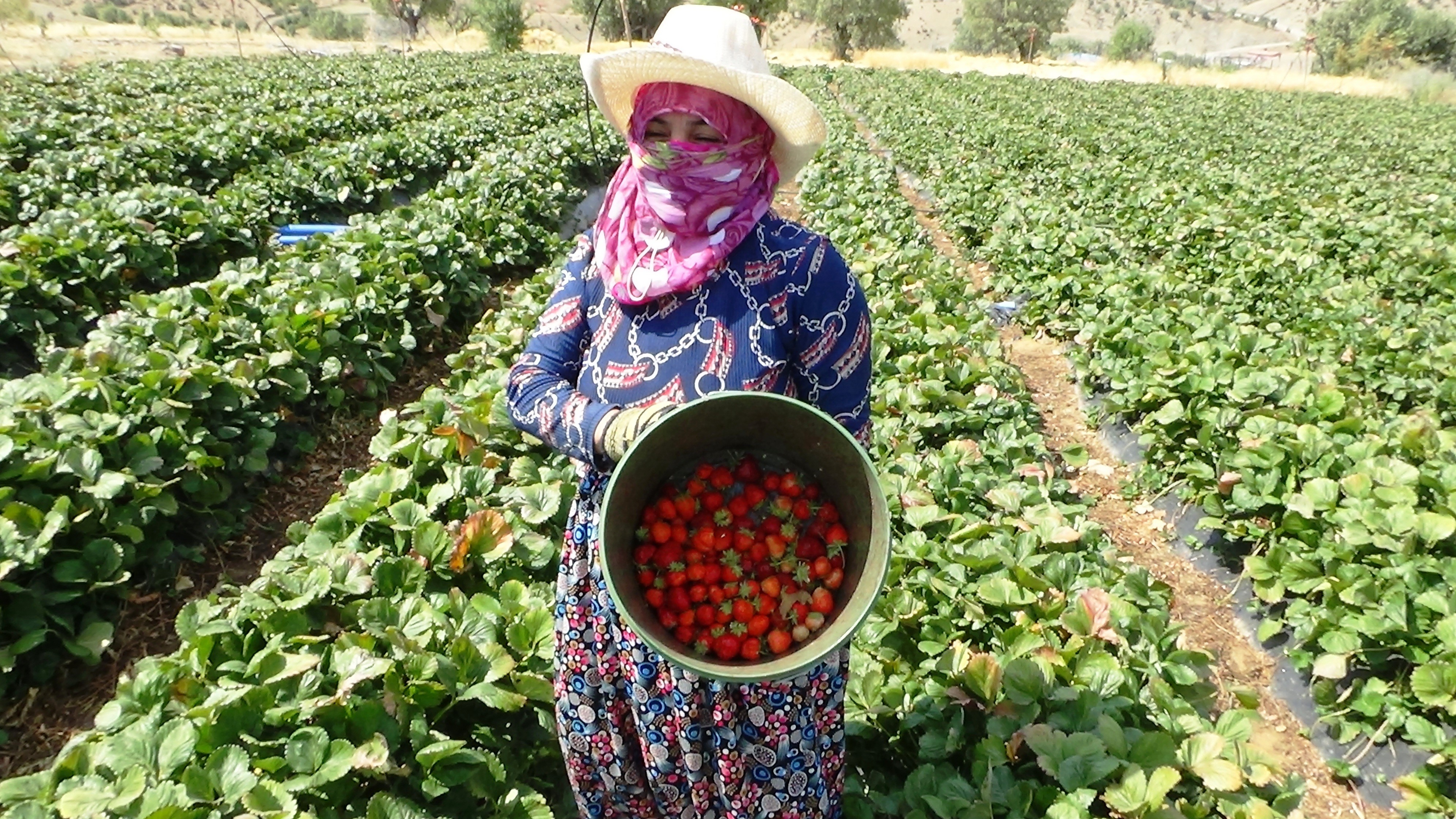 Market çalışanı ücreti yetersiz bulunca çilek işine girdi: Yıllık kazancı 800 bin TL