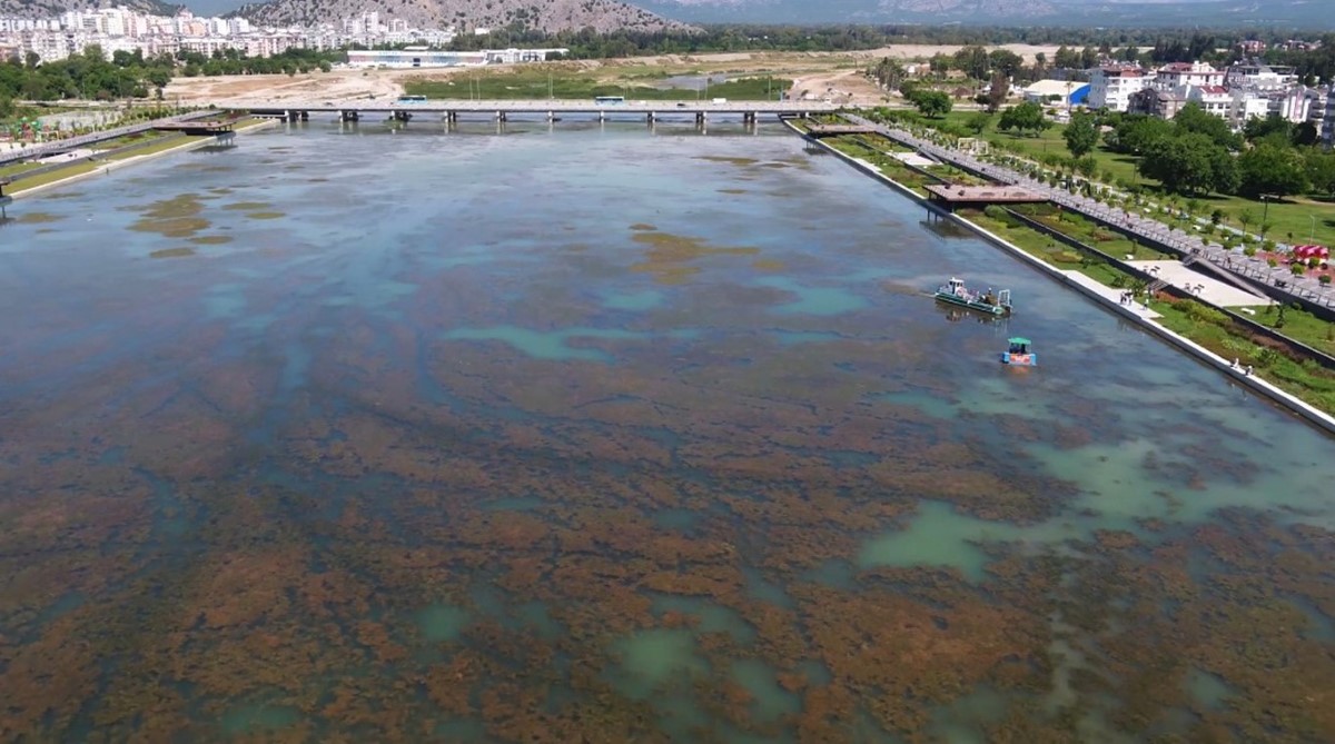 Boğaçayı'nın yosunlanları sağlık ve biyolojik temizlik işareti
