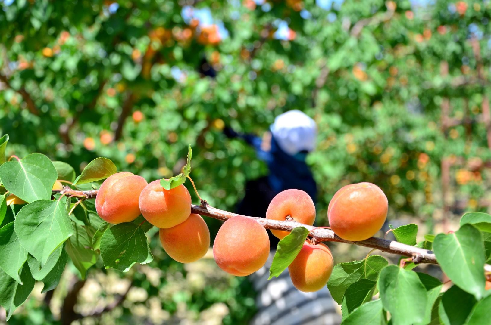 Denizli’de erkenci kayısı hasadı başladı
