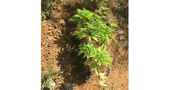 Çekmeköy’de otoban kenarında Hint keneviri yetiştiren 2 şüpheli adli kontrol şartıyla serbest