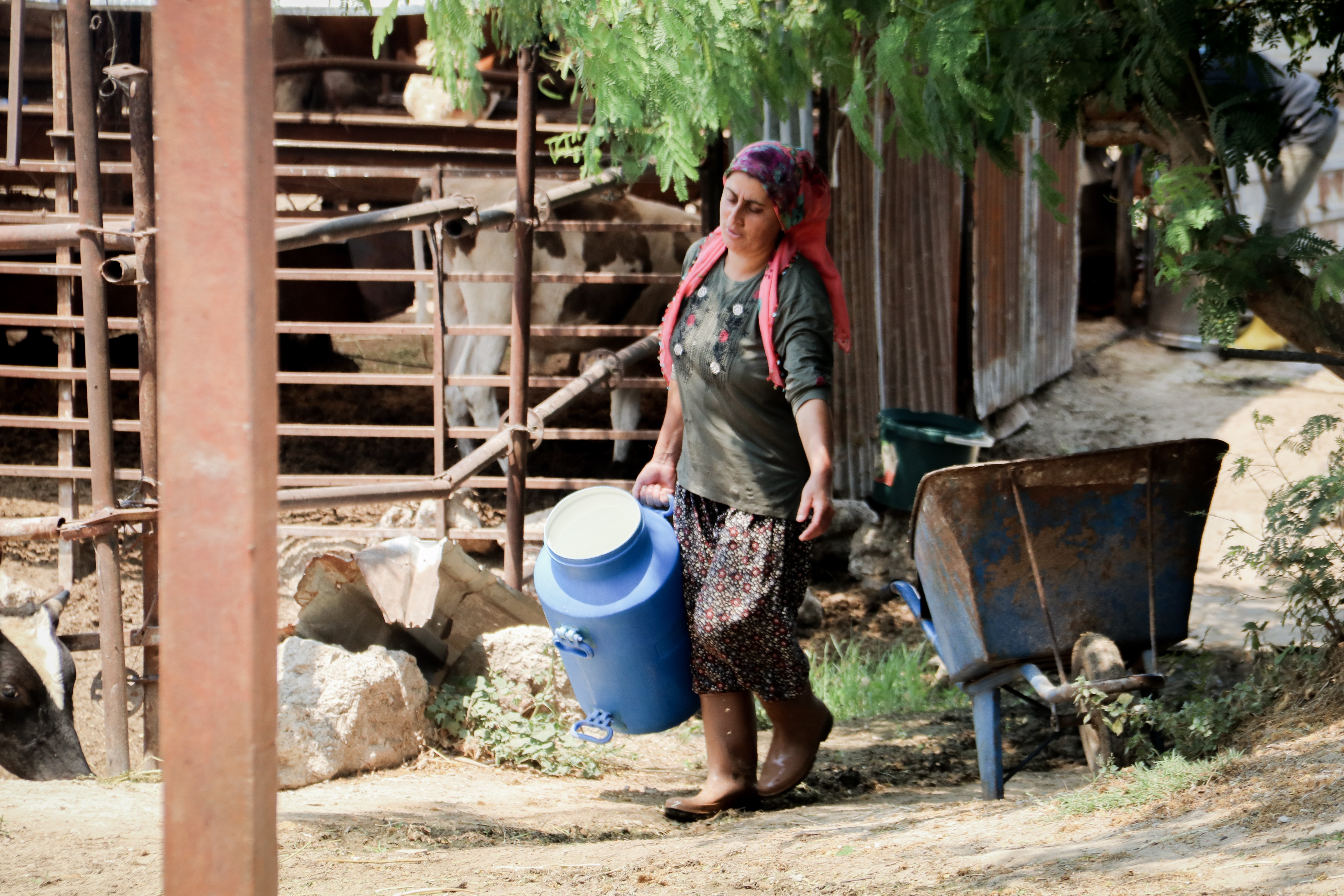 Evde canı sıkılan kadın hayvancılık işine girip 15 yılda servet sahibi oldu