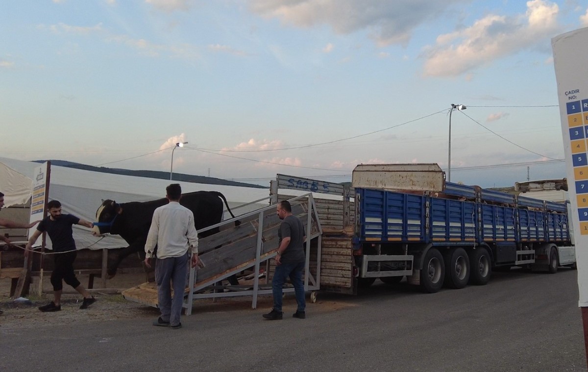 İstanbul’a ilk kurbanlıklar Sultanbeyli’den giriş yaptı