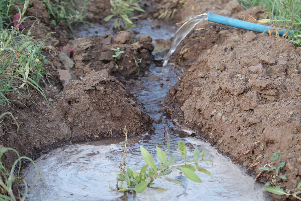 Zabıta memuru bin 500 goji berry fidesini toprakla buluşturdu