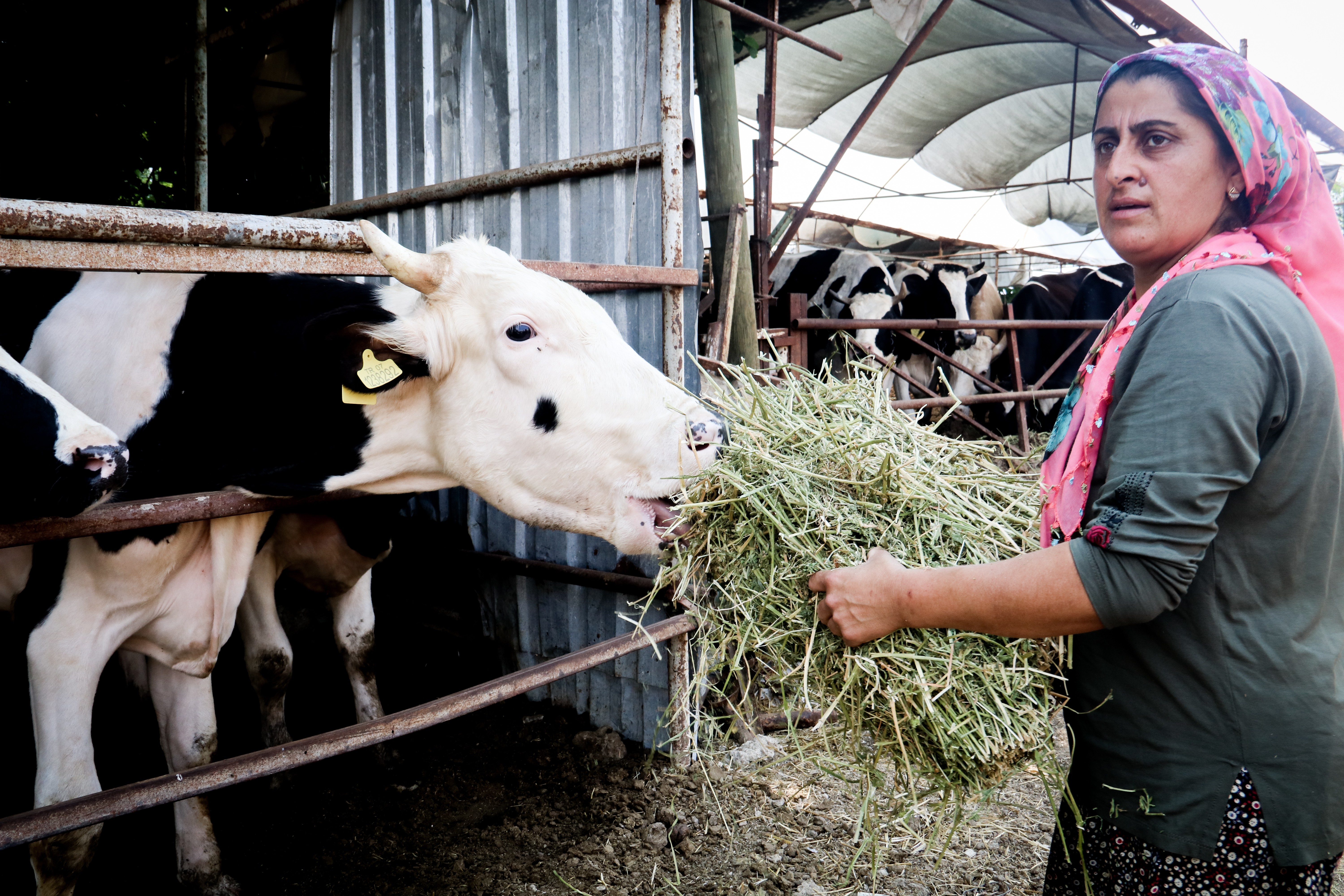 Evde canı sıkılan kadın hayvancılık işine girip 15 yılda servet sahibi oldu