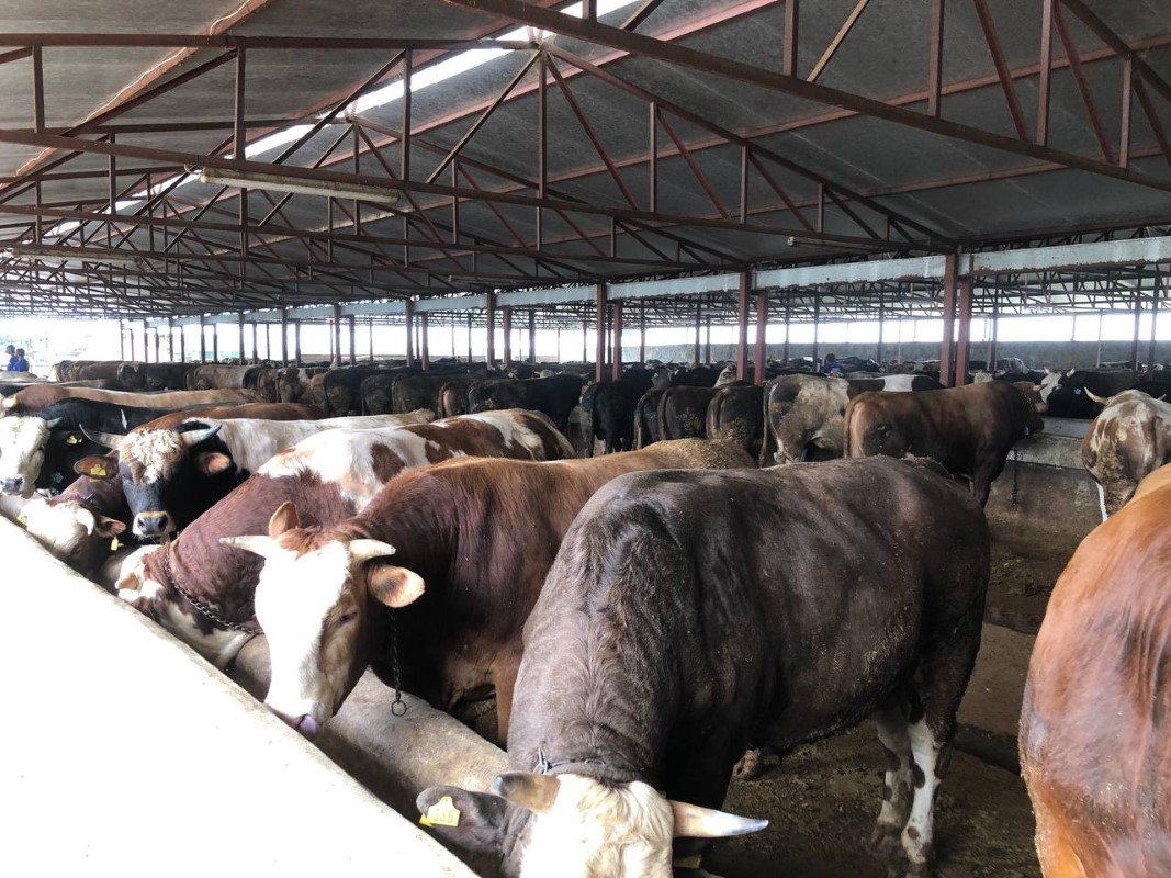 İl Tarım Müdürü Karaca: 'Vatandaşlar TÜRKVET uygulaması üzerinden hayvanın tüm bilgilerini görebilir'