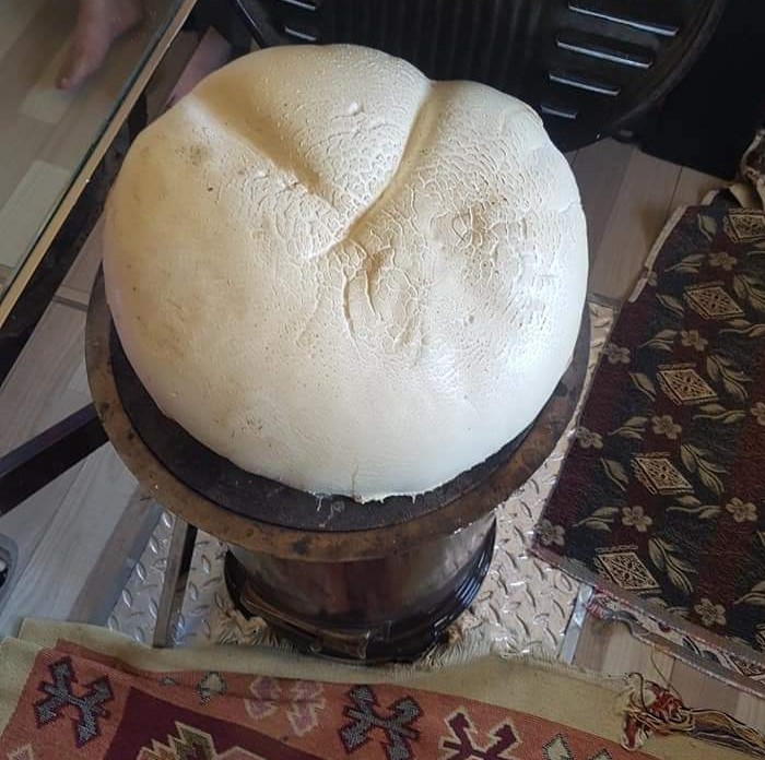 Sivas’ta bulunan dev mantar Guinness Rekorlar Kitabına aday