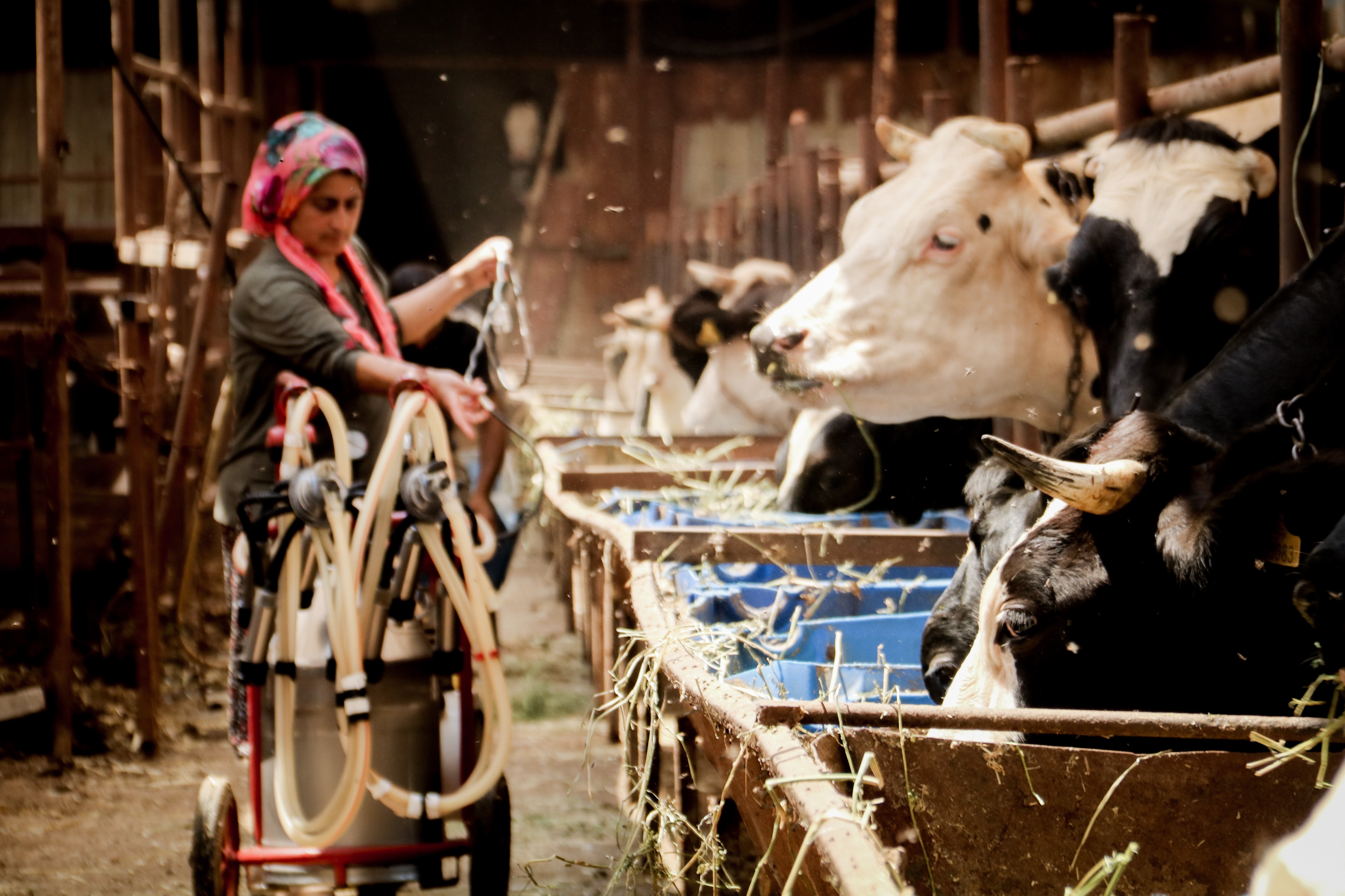 Evde canı sıkılan kadın hayvancılık işine girip 15 yılda servet sahibi oldu