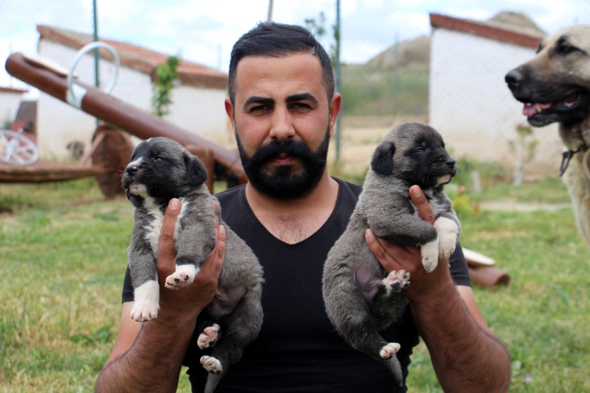 Uzman Kangal yetiştiricisi Taşdelen; Kangal köpeği Sivas’ta tanıtılmalı