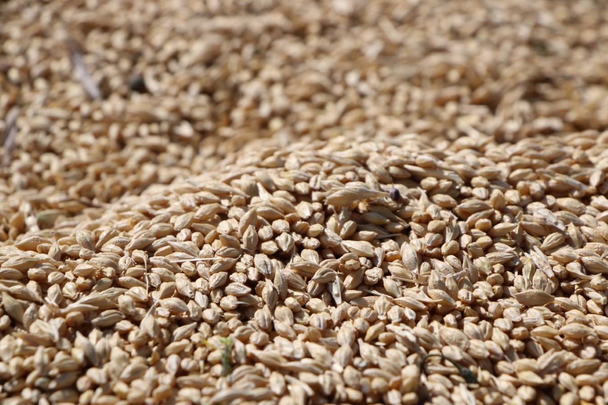 Elazığ’da yılın ilk arpa hasadı gerçekleştirildi