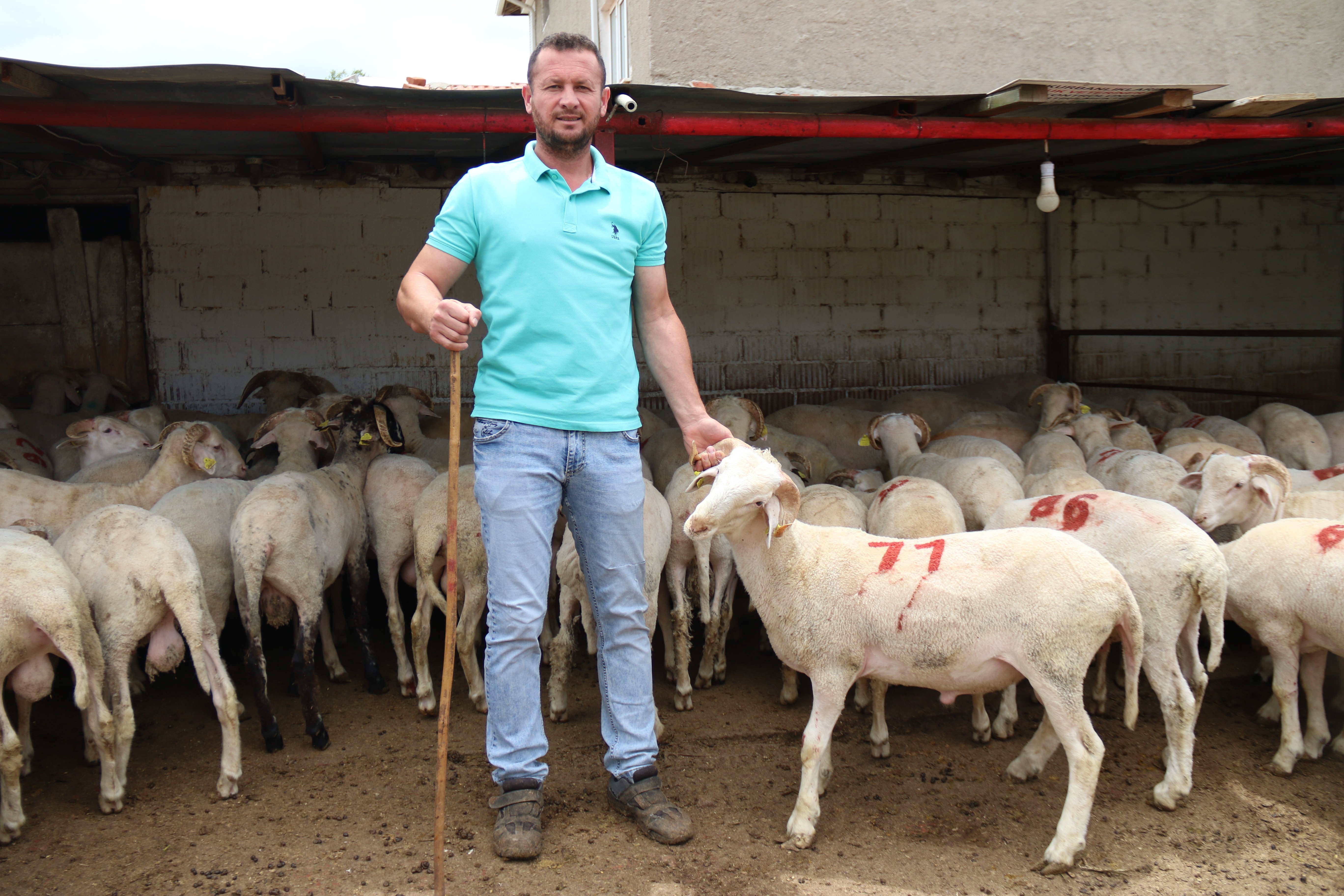 Her bütçeye en uygunu küçükbaş hayvan