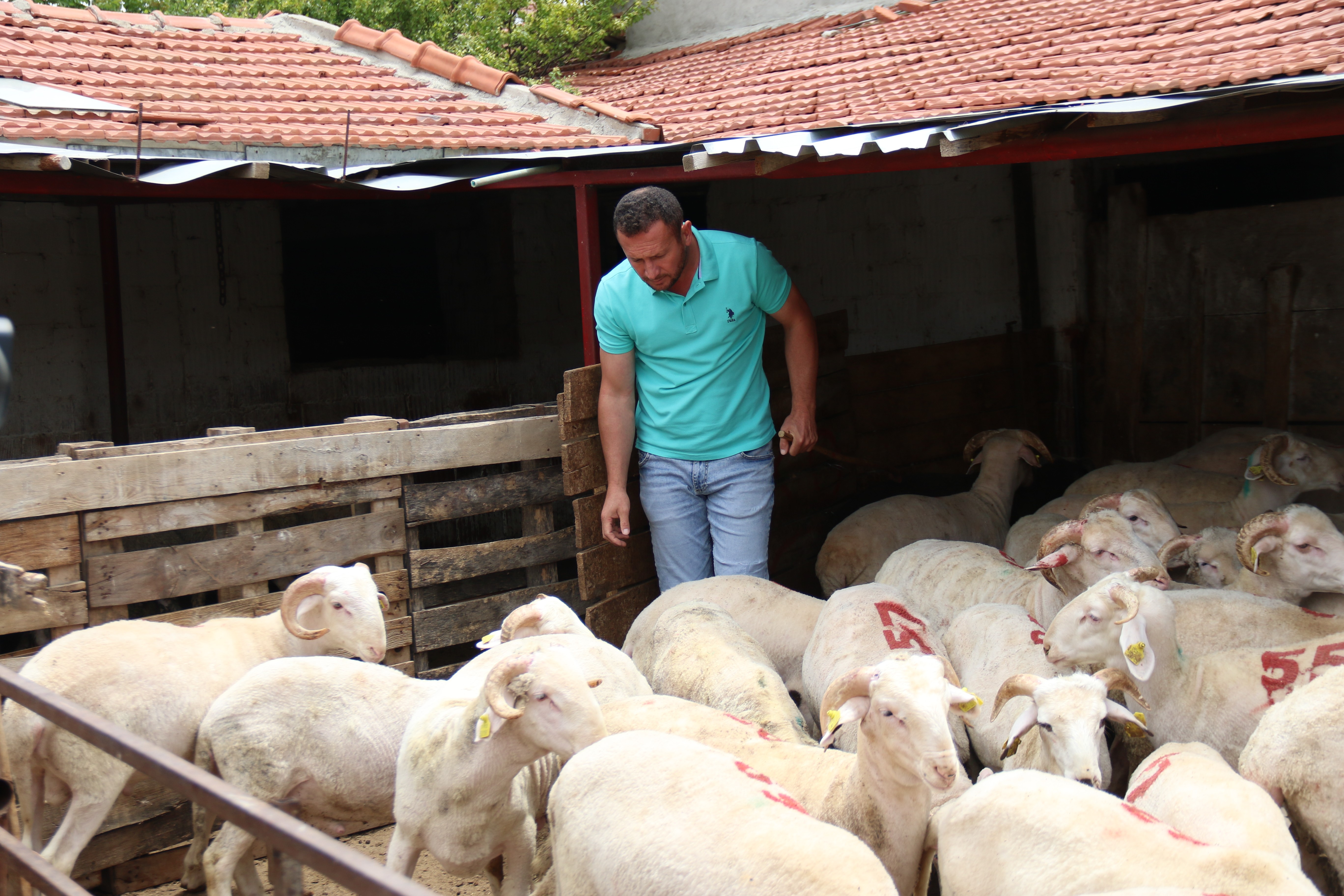Her bütçeye en uygunu küçükbaş hayvan